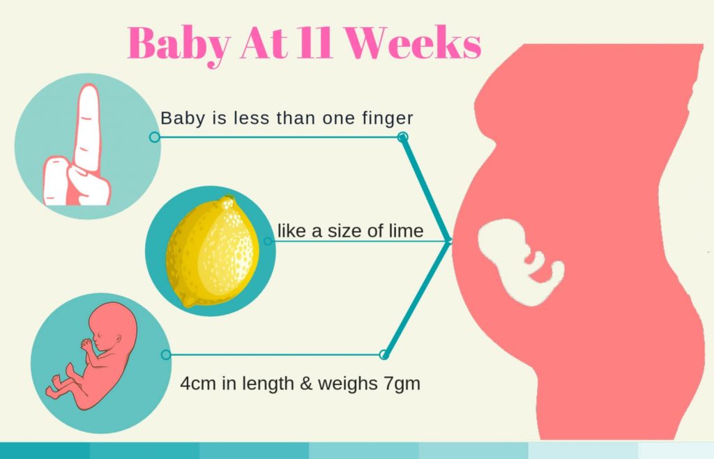 11-weeks-pregnant-Infographic-of-baby's-development