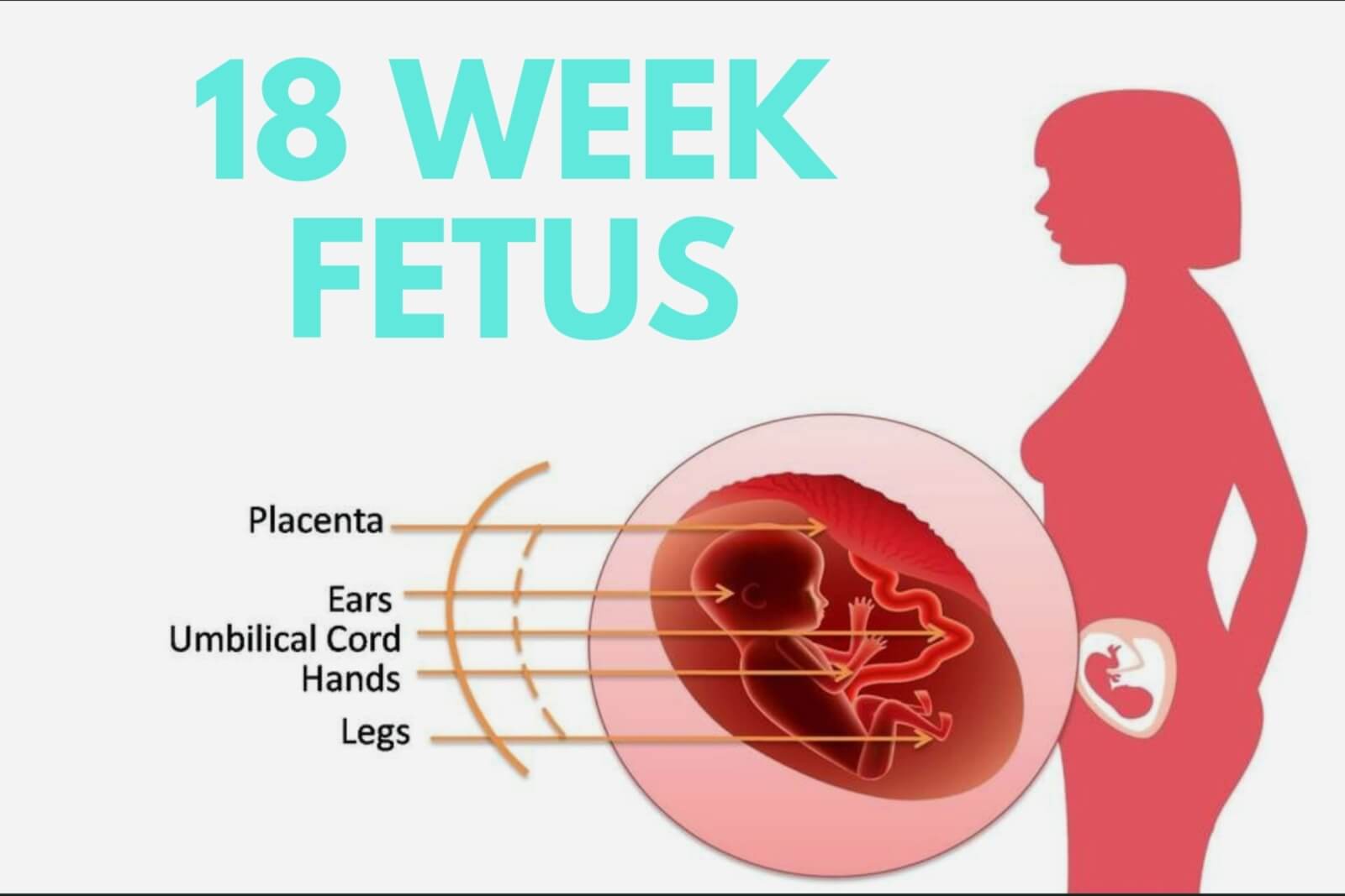 cephalic presentation at 18 weeks pregnant