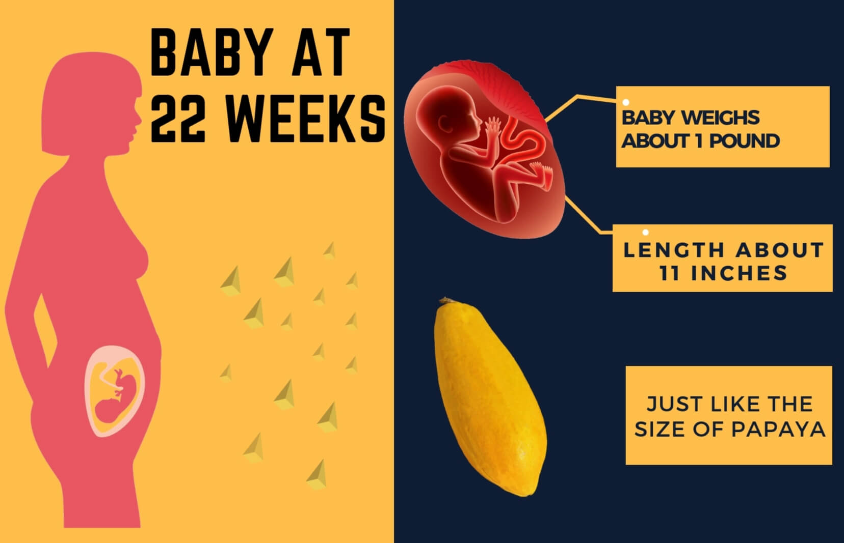 22-weeks-pregnant-info-graphic-of-baby-development