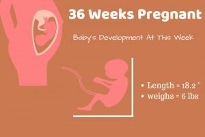 36-weeks-pregnant-Info-graphic-Of-Baby-Development