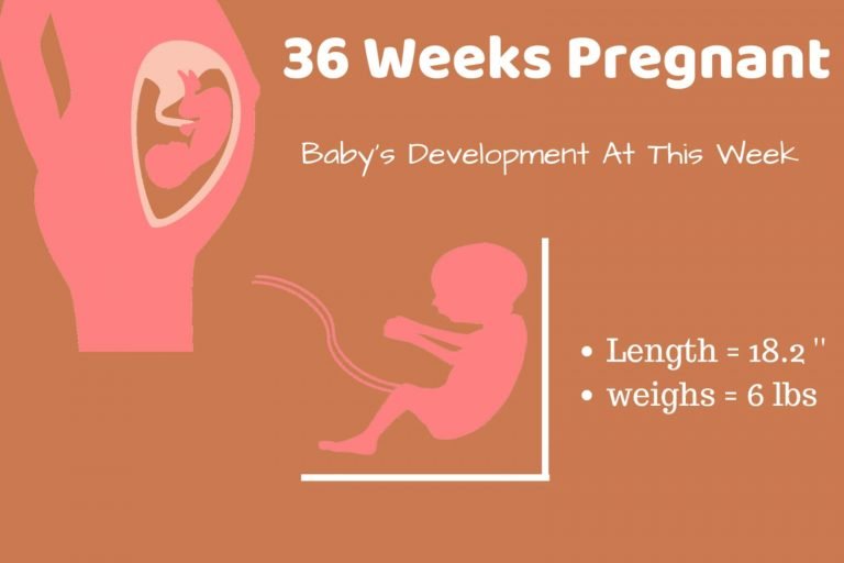 36weekspregnantBabyDevelopmentInfographic.jpg Babies Carrier