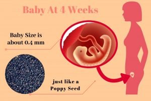 4-weeks-pregnant- info-graphic-of-baby-development