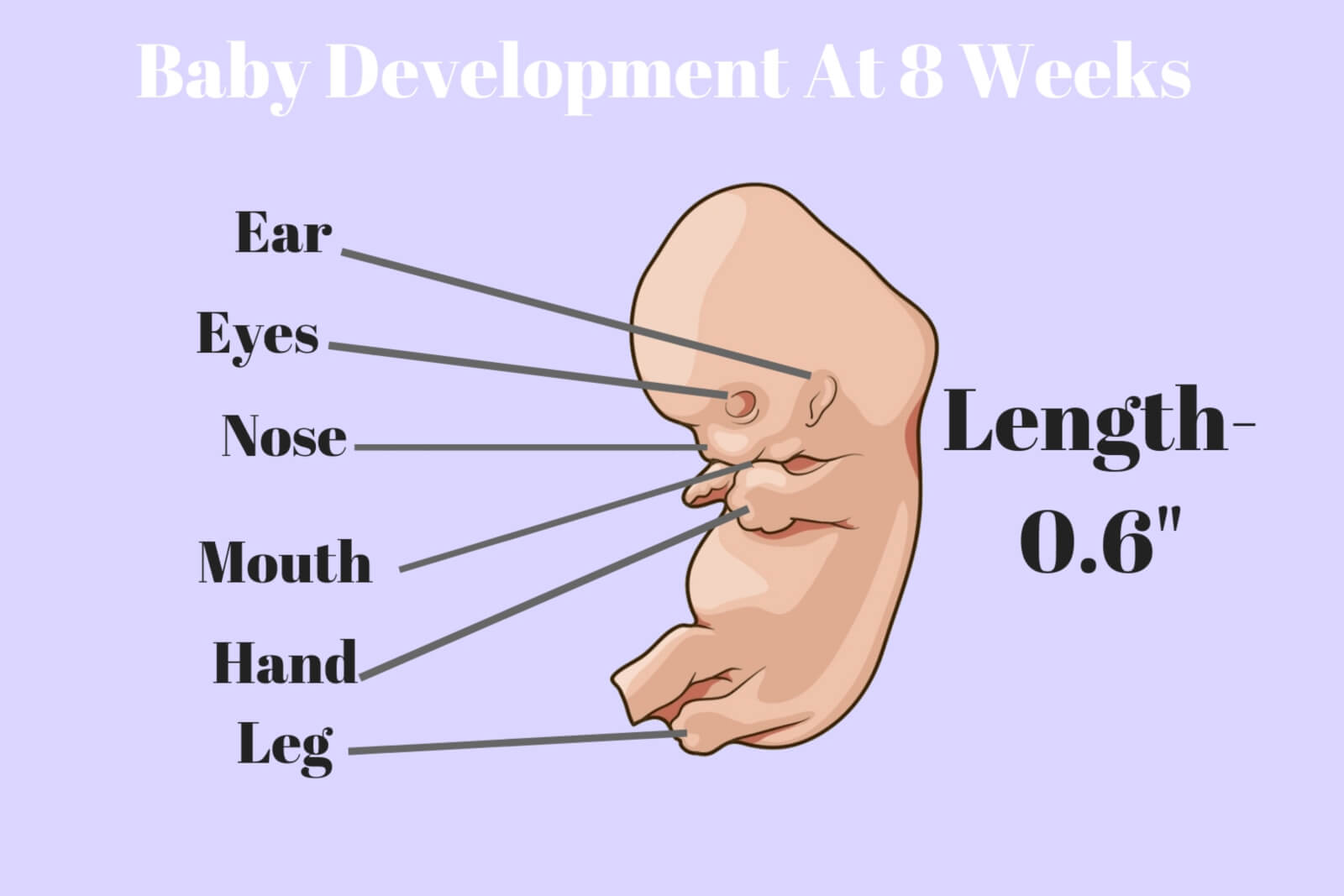 8-weeks-pregnant-Infographic-of-baby's-development